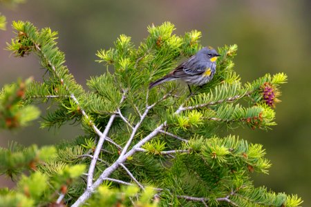 Yellow-rumped warbler (Setophaga coronata) near Calcite Springs Overlook
