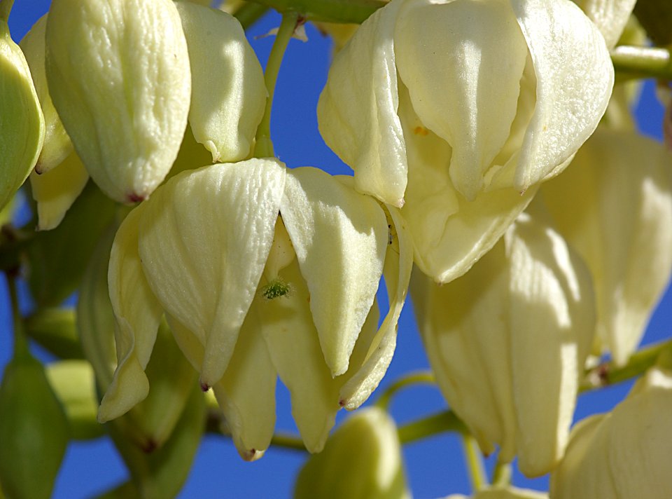 YUCCA (yucca whipplei) (6-8-07) res cyn -1