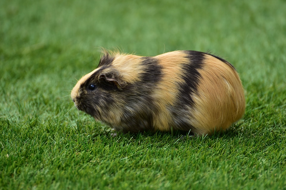 Caviidae rodent animal