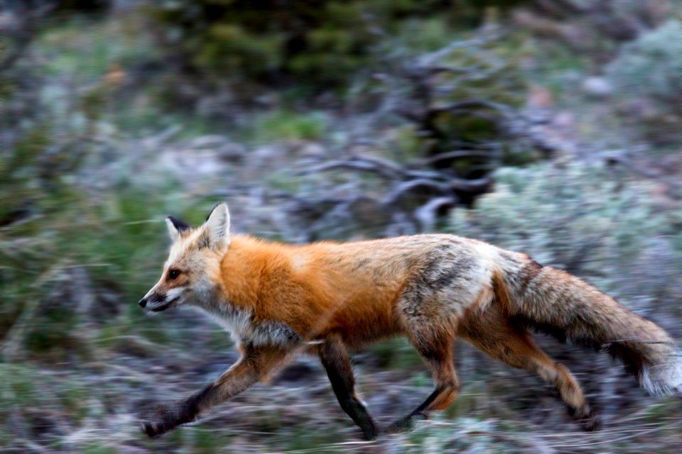 Fox in motion