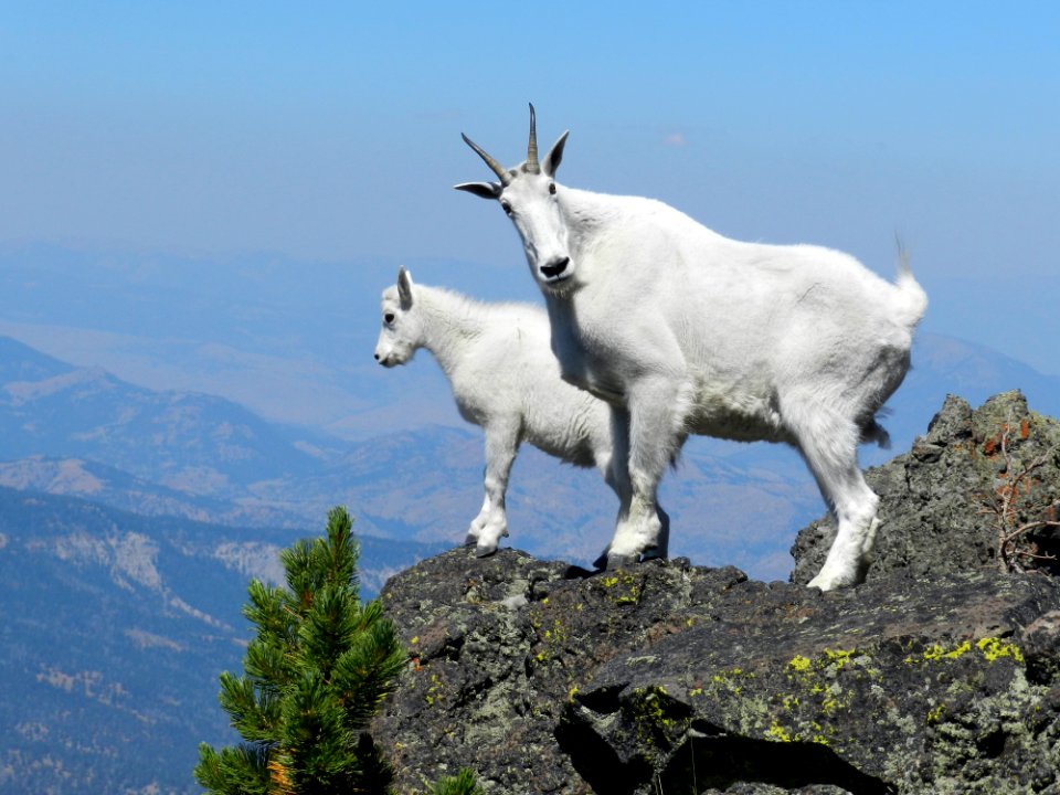 Mountain goats on Sepulcher Mountain