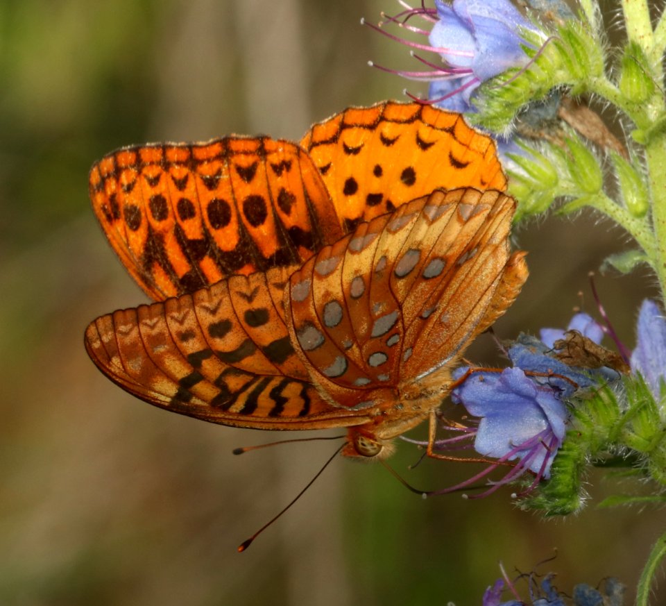 FRITILLARY, GREAT SPANGLED (Speyeria cybele) (5-29-2018) pyatt access to crooked creek, marion co, ar -02