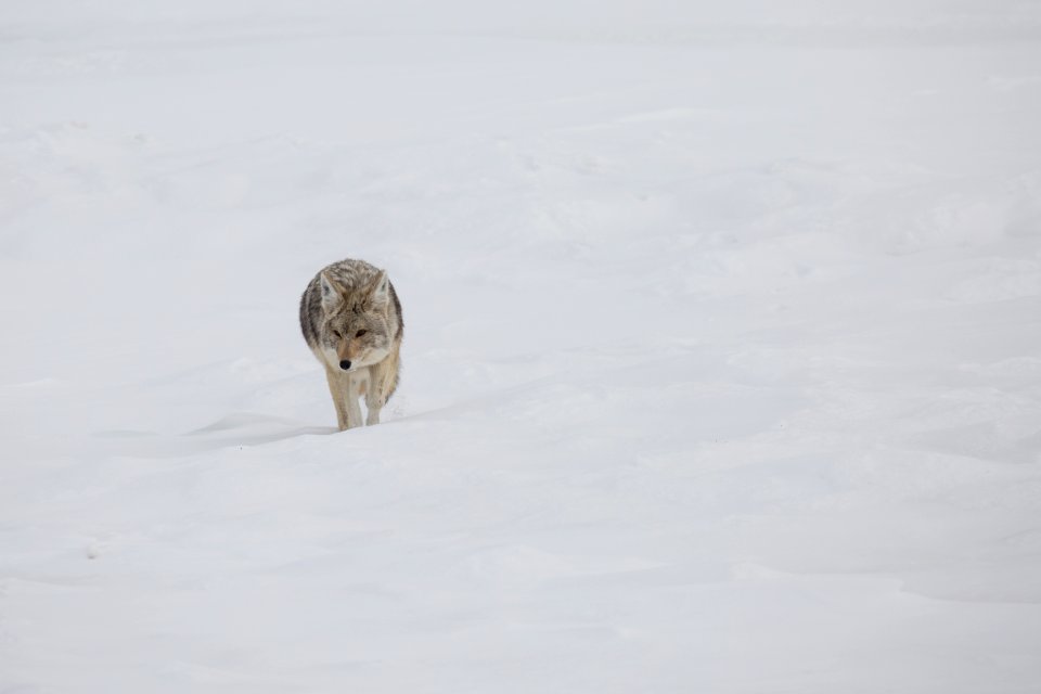 Coyote, Hayden Valley