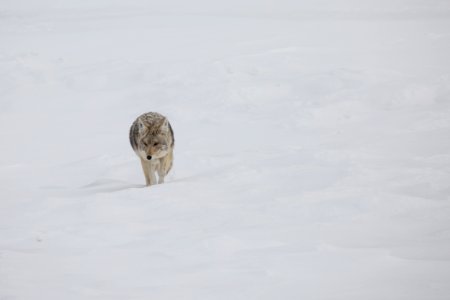 Coyote, Hayden Valley photo