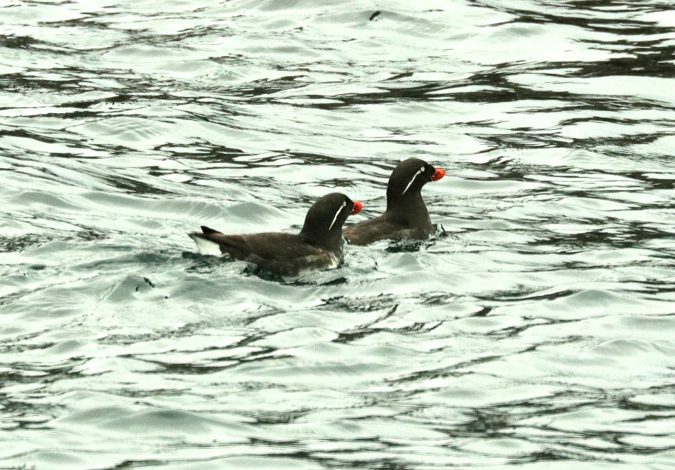 414 - PARAKEET AUKLET (6-16-2019) northwest glacier tour, kenai fjords nat park, out of seward, ak -06