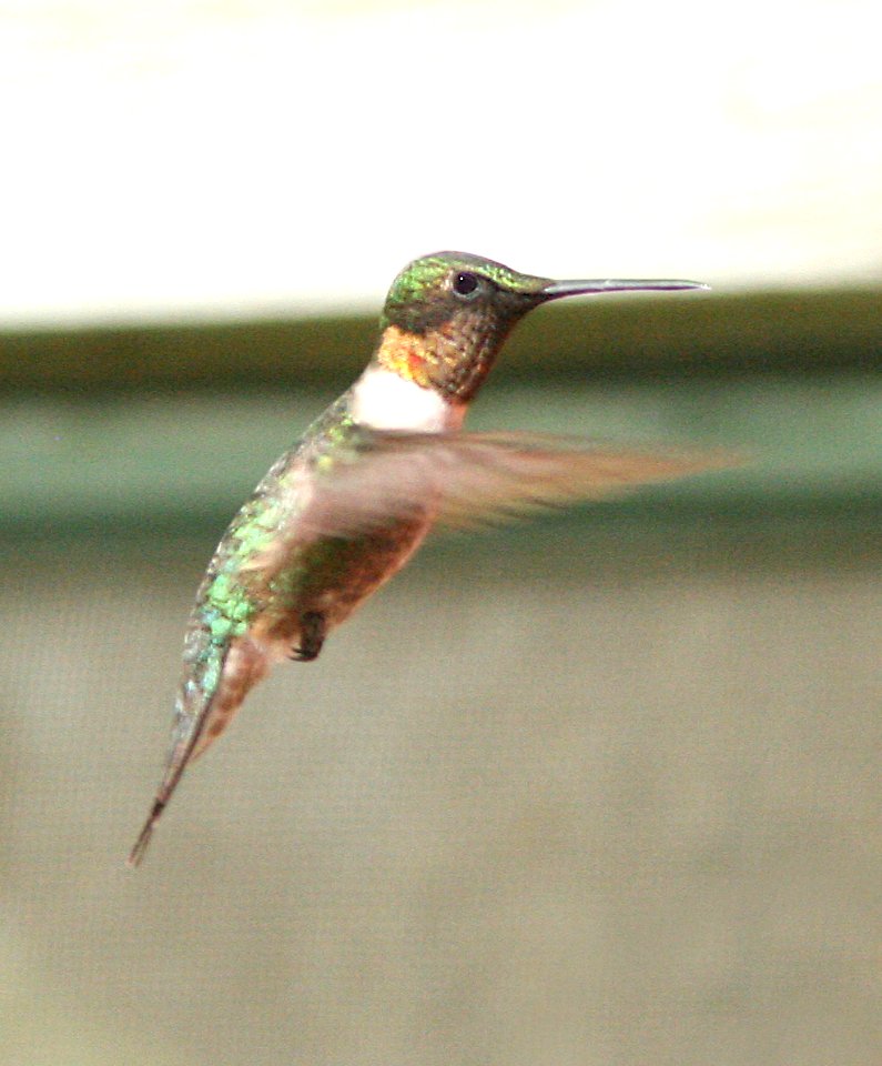 498 - RUBY-THROATED HUMMINGBIRD (10-10-08) patons, patagonia, az - (3)