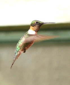 498 - RUBY-THROATED HUMMINGBIRD (10-10-08) patons, patagonia, az - (3)