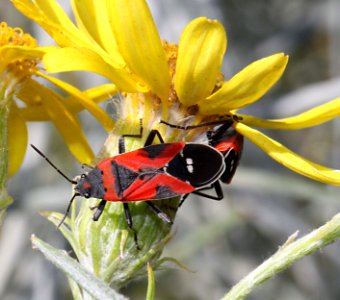 BUG, SMALL MILKWEED (Lygaeus kalmii) (9-15-10) NW San Rafael Valley, scc, az -02b