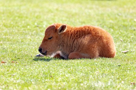 A bison calf napping in the afternoon sun