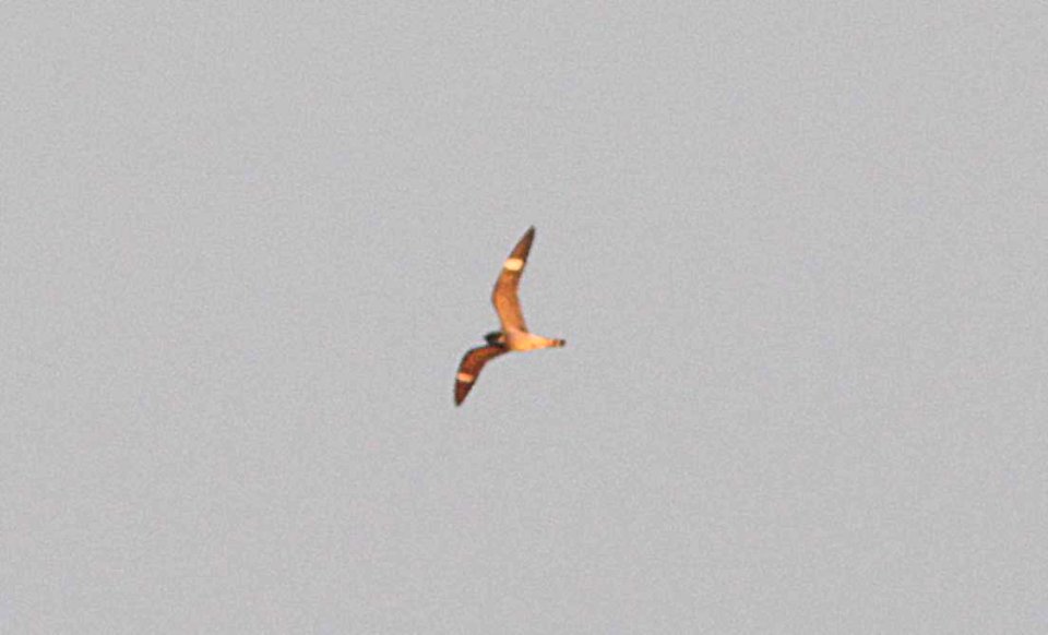 473 - COMMON NIGHTHAWK (5-2-12) south of rocksprings, edwards co, tx  (1)