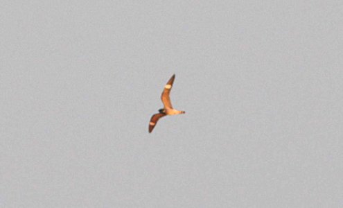 473 - COMMON NIGHTHAWK (5-2-12) south of rocksprings, edwards co, tx  (1)