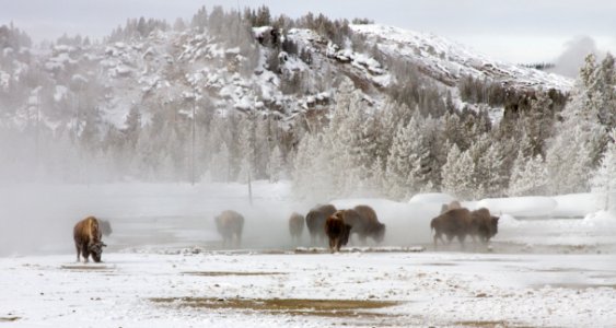 Bison in Porcelain Basin at Norris Geyser Basin