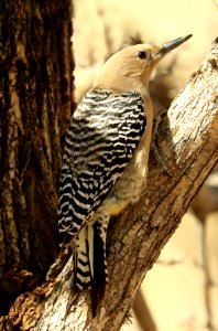 525 - GILA WOODPECKER (2-8-2019) san pedro house, cochise co, az -08