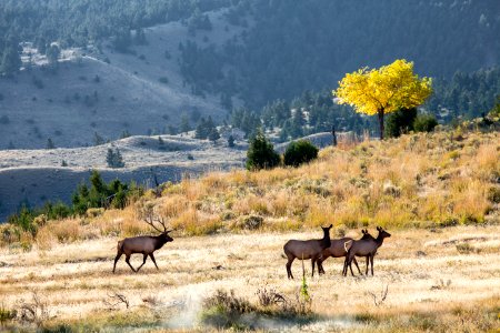 Bull elk with harem, Mammoth Hot Springs photo