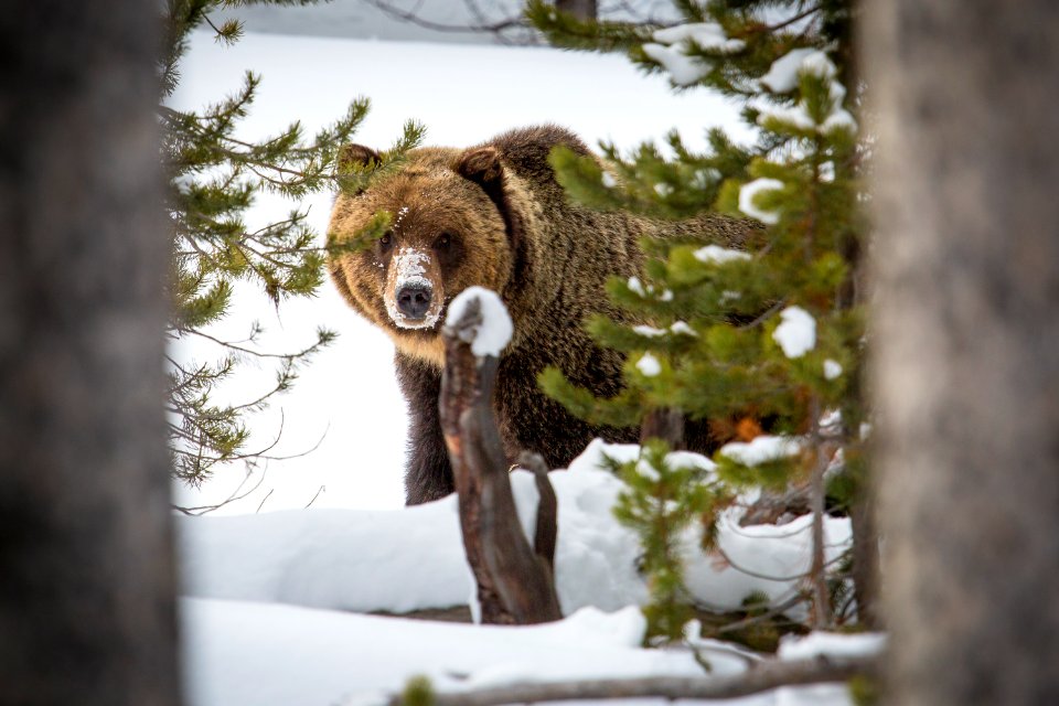 Grizzly bear near Canyon