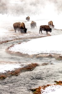 Bison in Terrace Spring outlet (2)