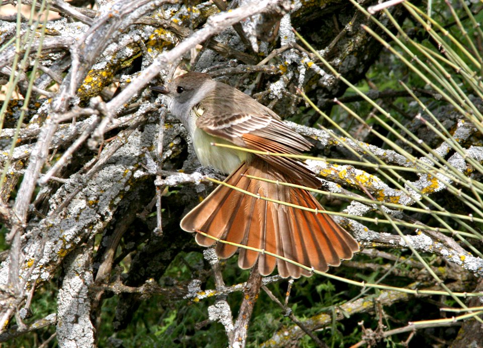 591 - ASH-THROATED FLYCATCHER (4-14-09) carrizo plain, slo co, ca (3)