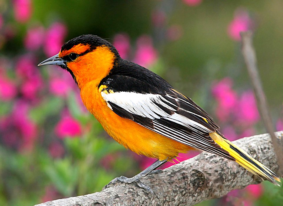 947 - BULLOCK'S ORIOLE (5-27-07) canet rd, slo co, ca (2)
