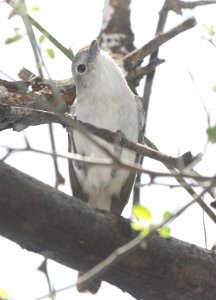 622 - GRAY VIREO (3-31-2018) patagonia lake, santa cruz co, az -05