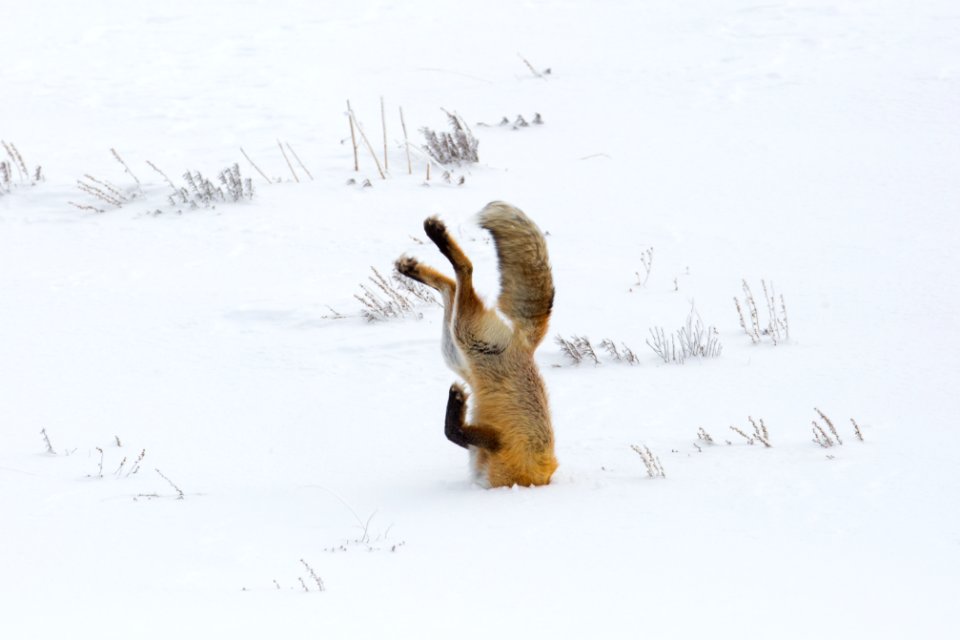 Hunting fox, Hayden Valley