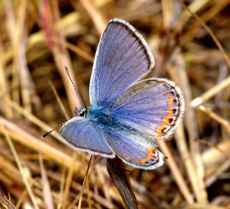 BLUE, ACMON (plebejus acmon) (6-4-07)-canet rd, morro bay, slo co, ca (2)