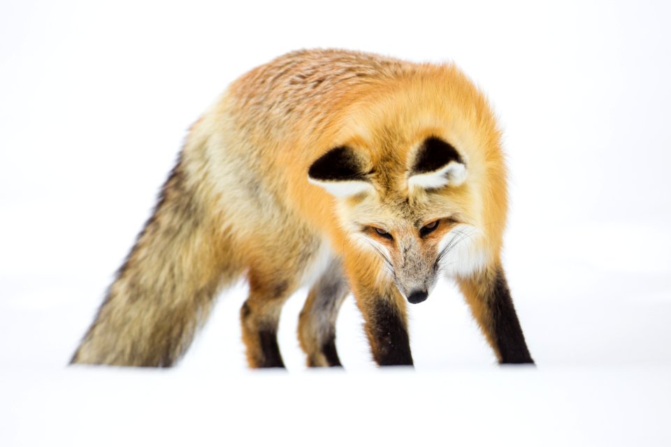 Red fox hunting near Mud Volcano