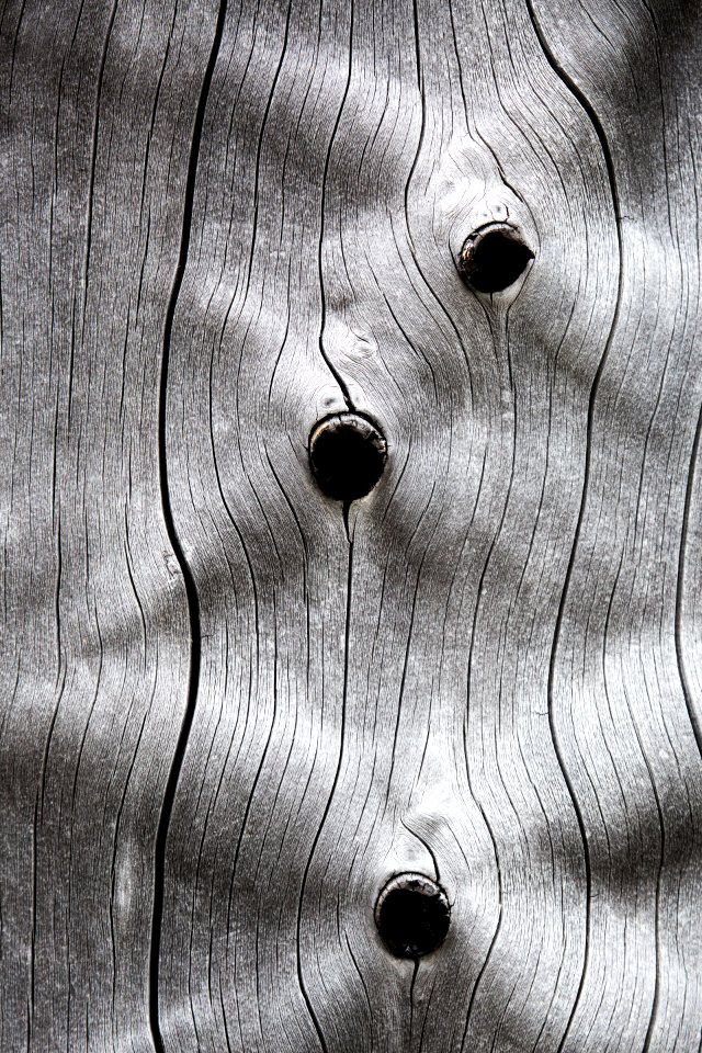 Patterns in dead tree