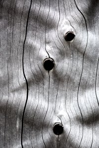 Patterns in dead tree