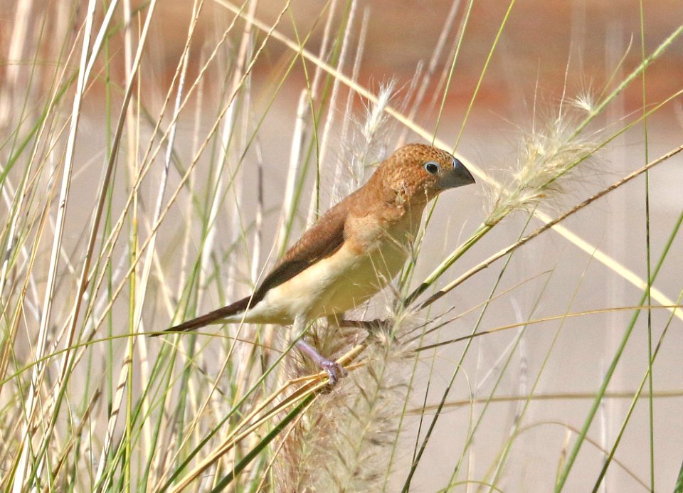 AFRICAN SILVERBILL (9-1-2017) waikoloa village athletic complex, between waimea and kona coast, hawai'i co, hawaii -03