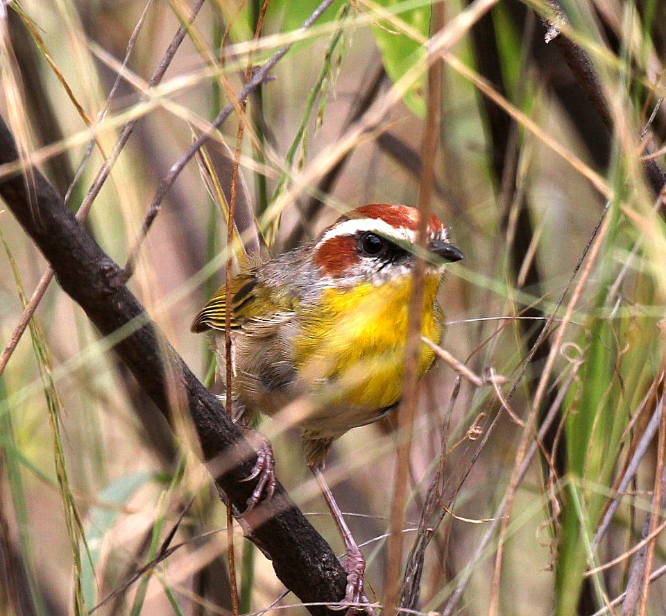 845 - RUFOUS-CAPPED WARBLER (8-25-2015) pena blanca cyn, santa cruz co, az -06
