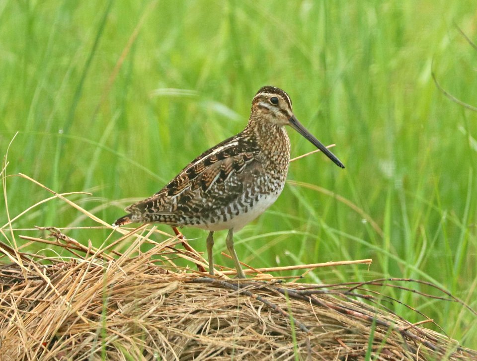 334 - WILSON'S SNIPE (6-9-2018) grand forks co, nd -01