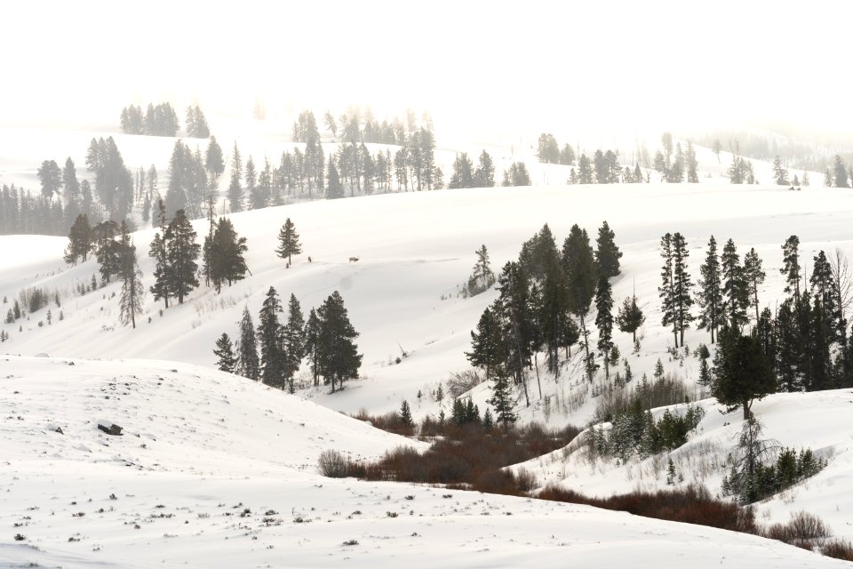 Bull elk feeding in the distance on Blacktail Deer Plateau