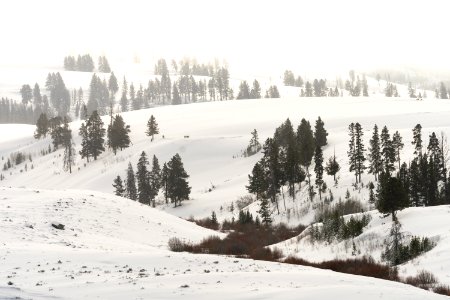 Bull elk feeding in the distance on Blacktail Deer Plateau