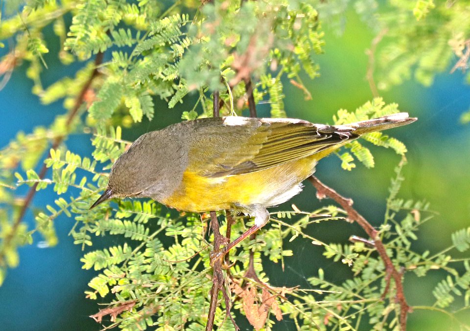 811 - NASHVILLE WARBLER (11-6-2016) convention center, south padre island, cameron co, tx -02