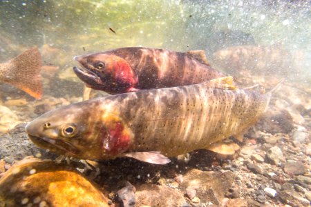 Spawning Yellowstone cutthroat trout (Oncorhynchus clarkii bouvieri) (17) photo