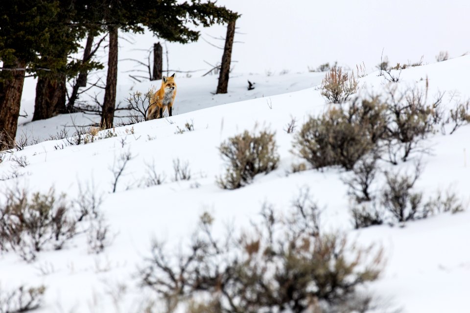 Red fox on the prowl