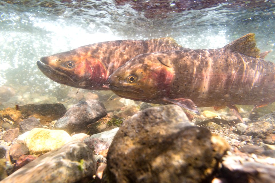 Spawning Yellowstone cutthroat trout (Oncorhynchus clarkii bouvieri) (18)