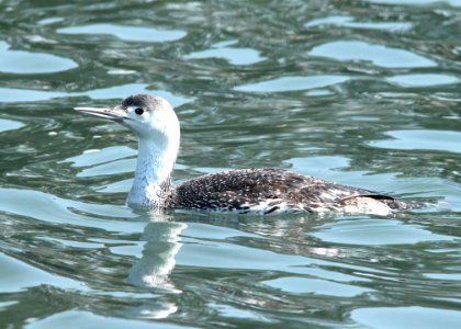090 - RED-THROATED LOON (3-25-10) morro bay, slo co, ca  (3)