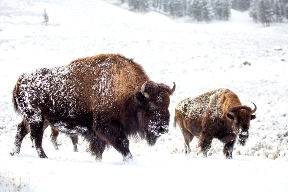 Bison, Lamar Valley
