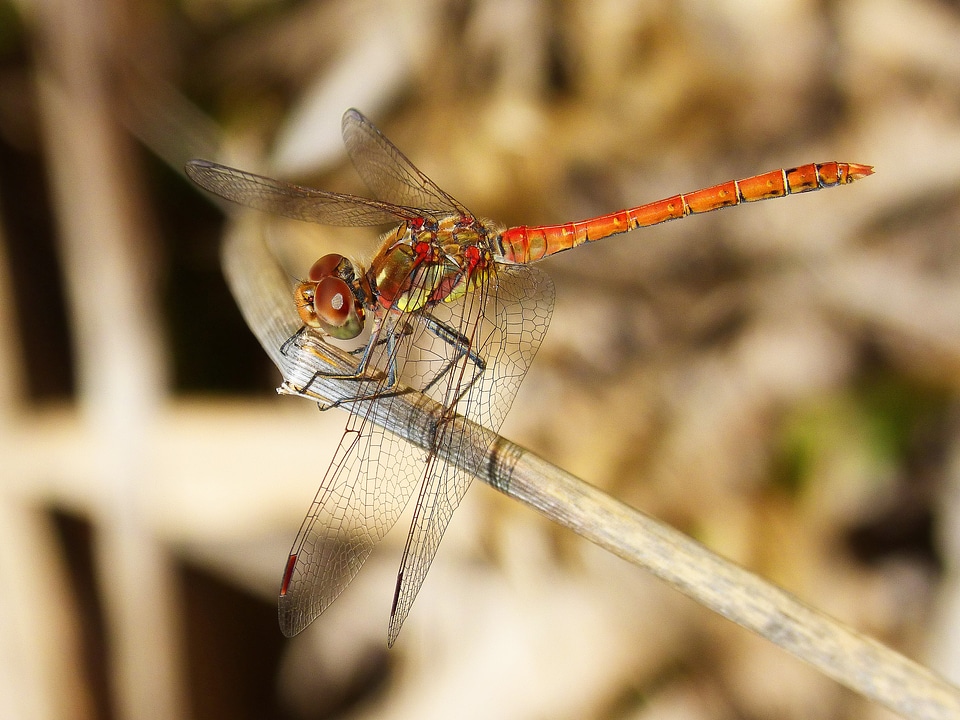 Red dragonfly fly beauty