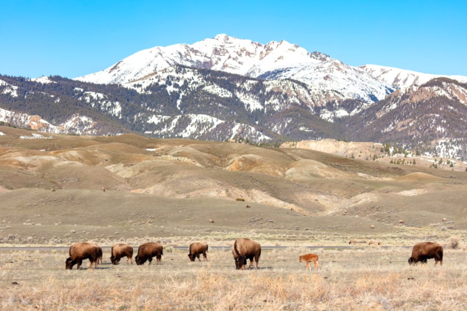 Bison group with first red dog graze near the North Entrance