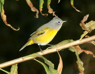 WARBLER, NASHVILLE (9-7-11) patagonia lake state park, scc, az -01