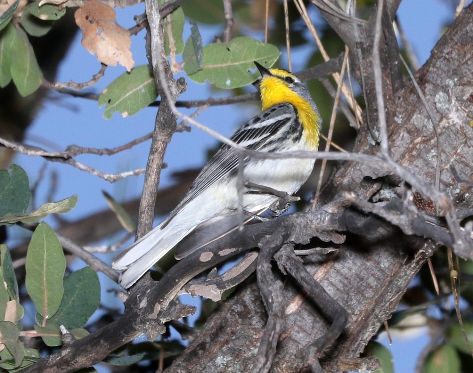 838 - GRACE'S WARBLER (4-11-2018) timber camp, off rte 77, gila county, az -03