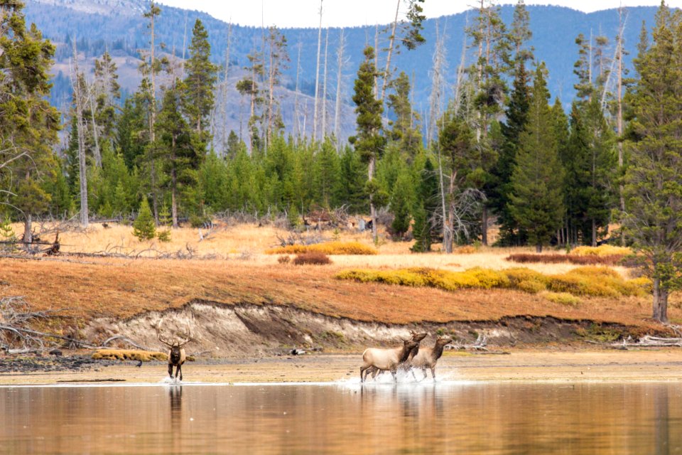 A bull elk chases some cows on the shore of Yellowstone Lake