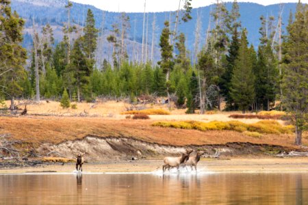 A bull elk chases some cows on the shore of Yellowstone Lake