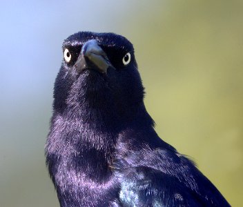 939 - GREAT-TAILED GRACKLE (1-7-09) san isabel, tx  (2)