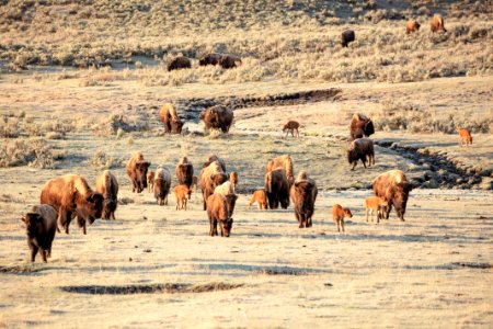 A group of bison cows with their newborns