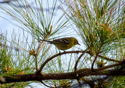 Pine Warbler