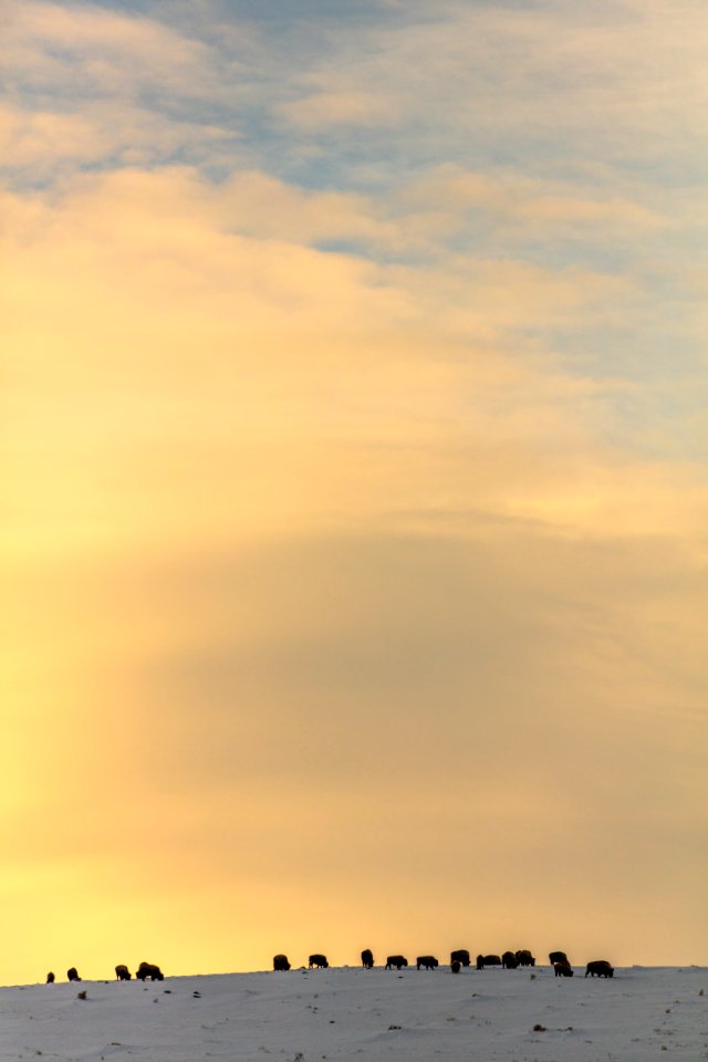 Bison silhouetted by the sunset in Mammoth Hot Springs