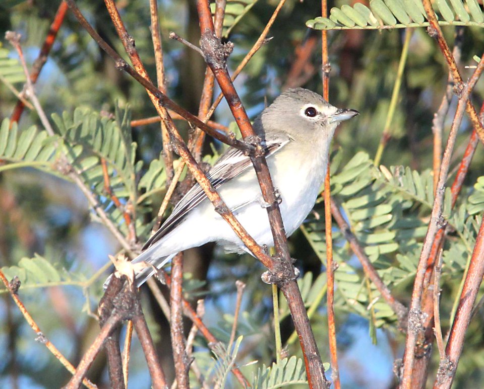 VIREO, PLUMBEOUS (10-9-10) kino springs, scc, az -02
